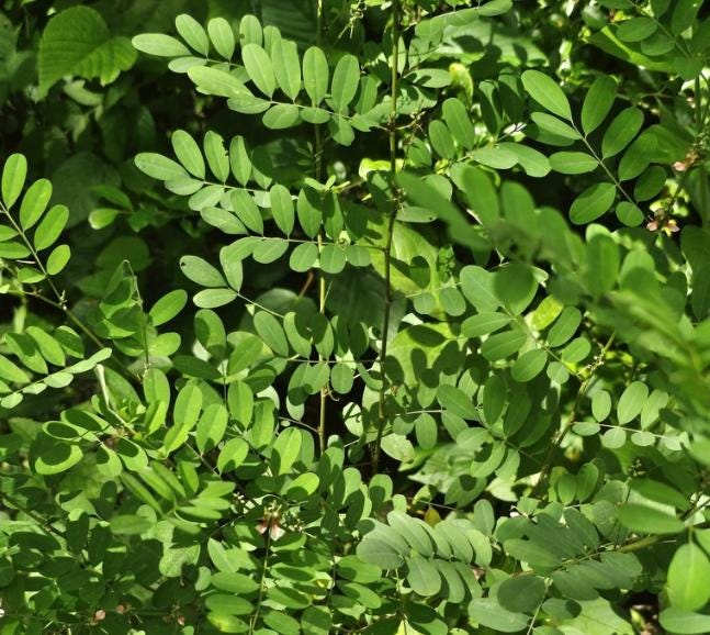 Indigo (Indigofera tinctoria) - Annual - 50+ Seeds