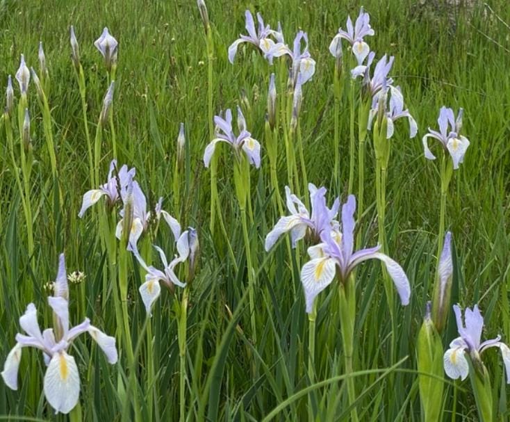 Rocky Mountain Iris (Iris missouriensis) - Zone 3 - 20+ Seeds