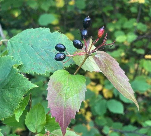 Semillas de Viburnum rafinesquianum