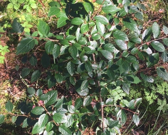 Hedge Cotoneaster (Cotoneaster lucidus) - Zone 2/3 - 20+ Seeds