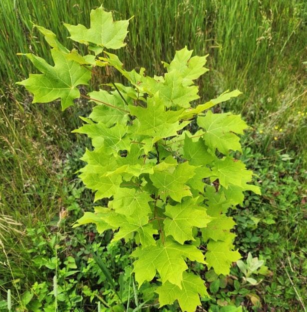 Sugar Maple (Acer saccharum) - Zone 3/4 - 30+ Seeds