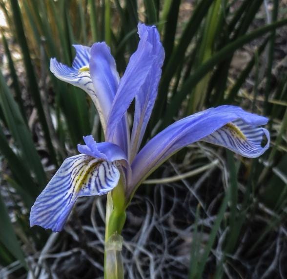 Rocky Mountain Iris (Iris missouriensis) - Zone 3 - 20+ Seeds