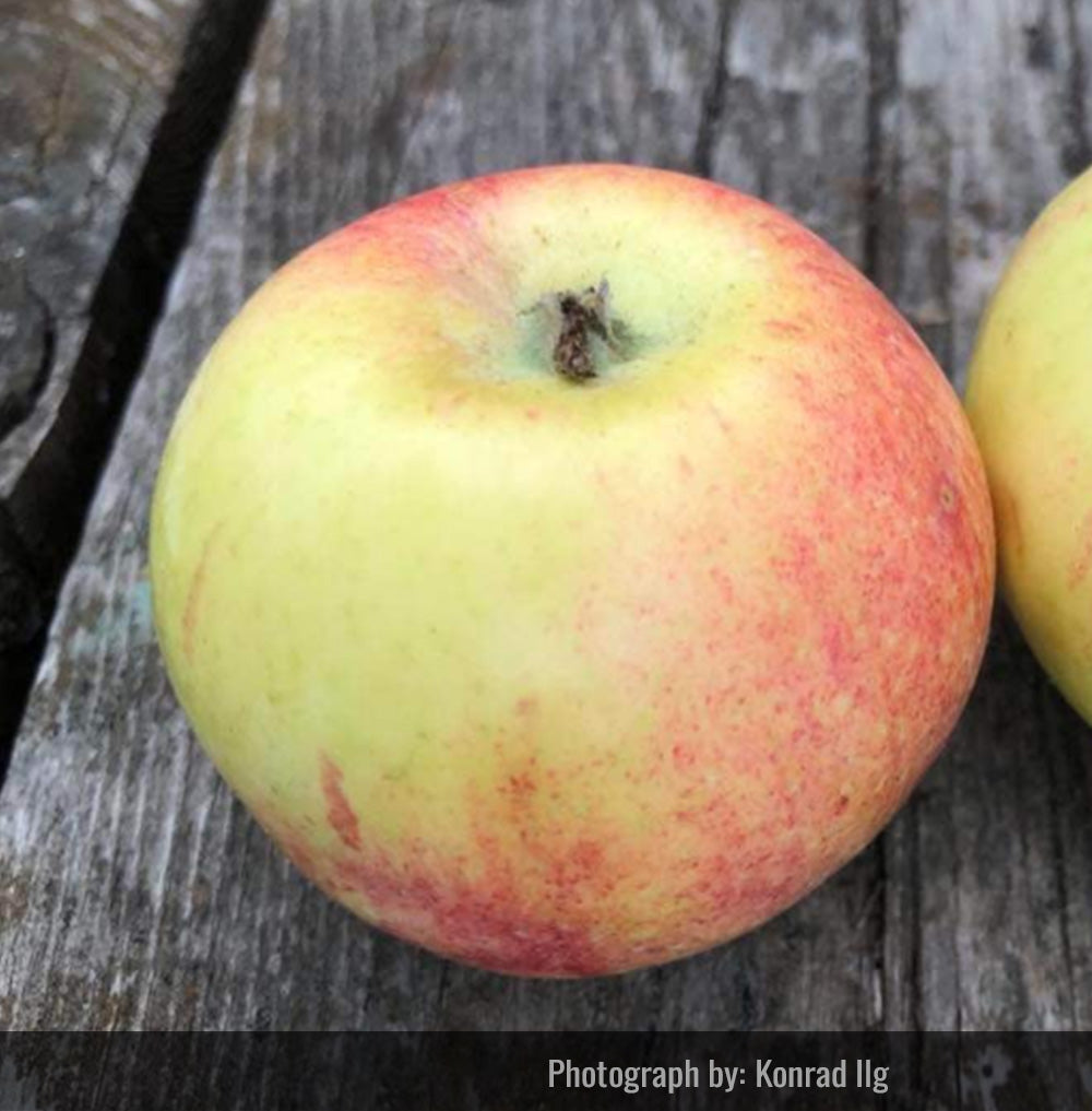 Ilg 1 Apple Tree