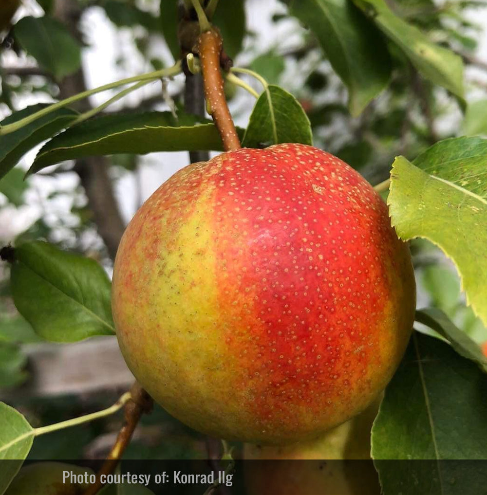 Krazulya Pear Tree