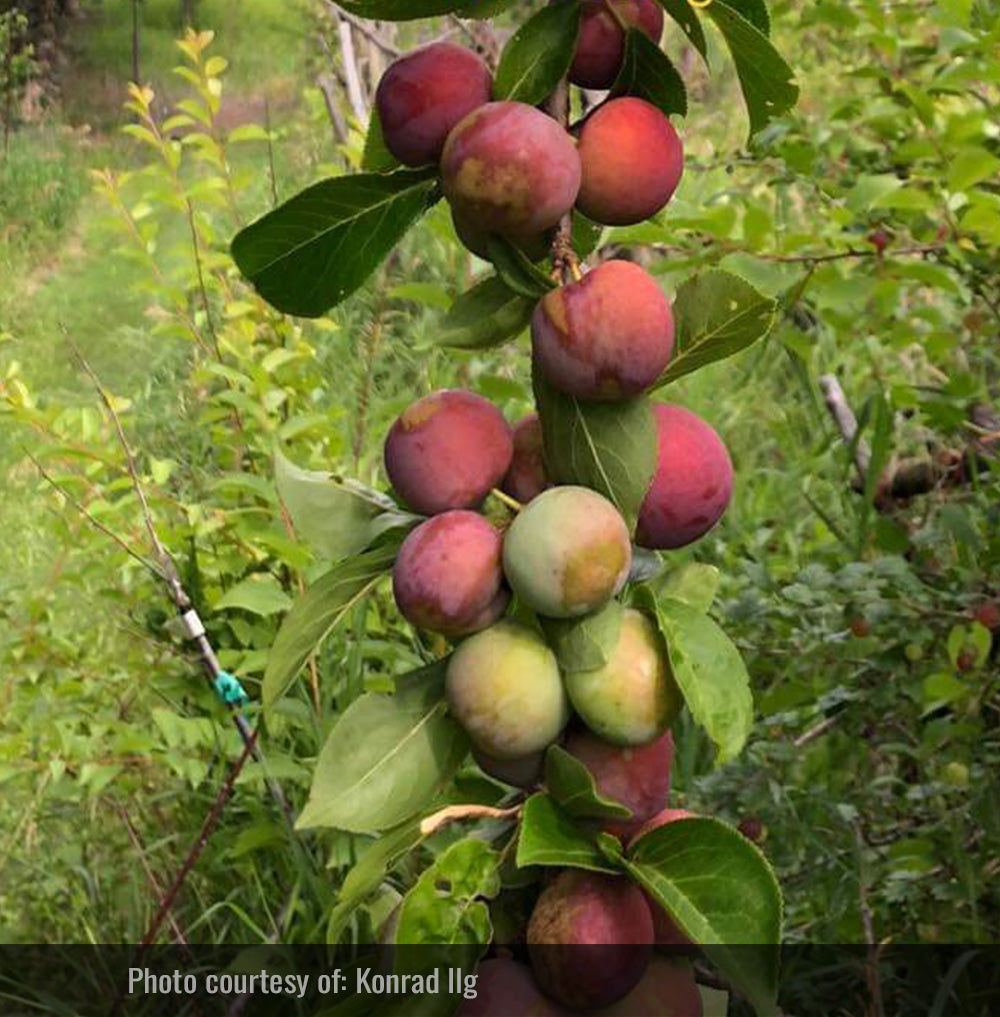 Lee Red Plum Tree