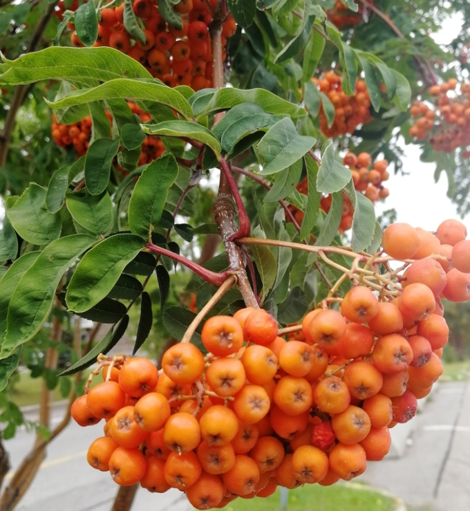 European Mountain Ash (Sorbus aucuparia)