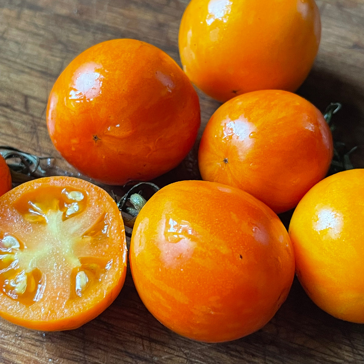 Apricot Zebra tomatoes photographed at Oak Summit Nursery.