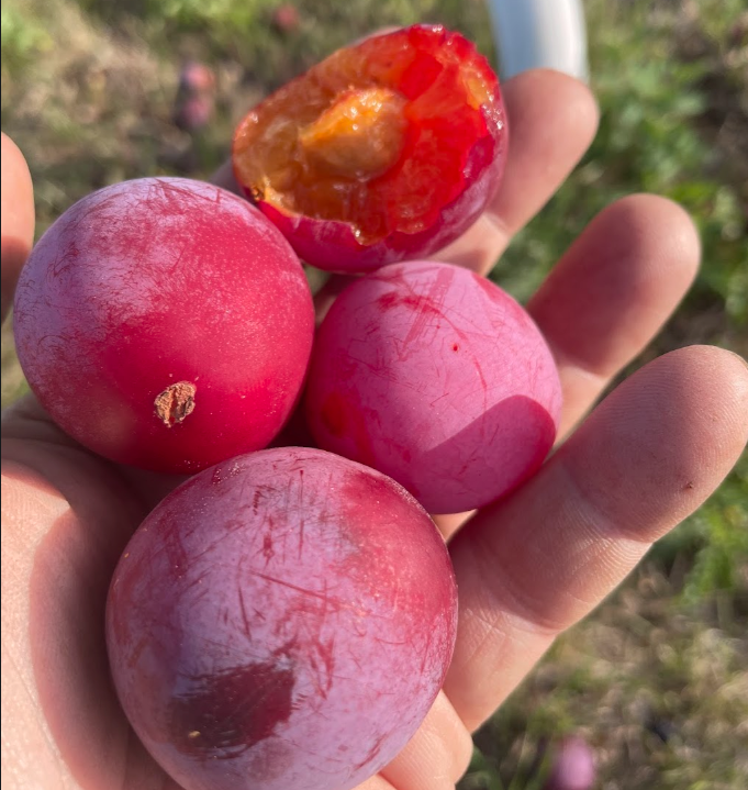 Pembina Plum Seeds (Prunus salicina × nigra ‘Pembina’)- (Zone 3) - 12+ Seeds