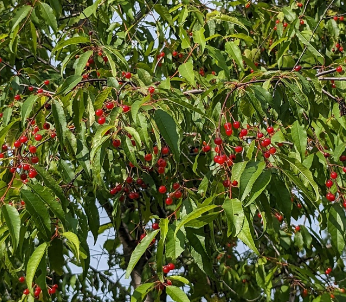 Graines de Cerisier de Pennsylvanie (Prunus pensylvanica) - Cerisier indigène - (Zone 3) - 18 graines