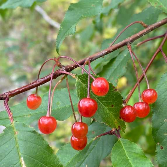 Graines de Cerisier de Pennsylvanie (Prunus pensylvanica) - Cerisier indigène - (Zone 3) - 18 graines