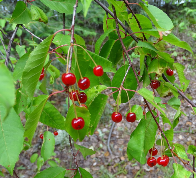 Graines de Cerisier de Pennsylvanie (Prunus pensylvanica) - Cerisier indigène - (Zone 3) - 18 graines