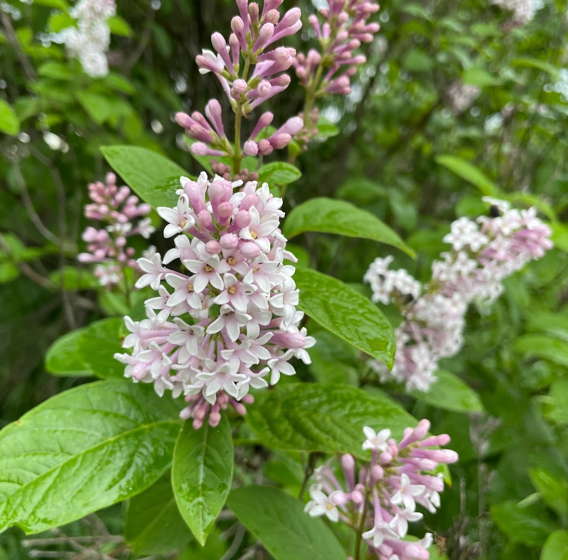 Lilas rose (Syringa sp.)