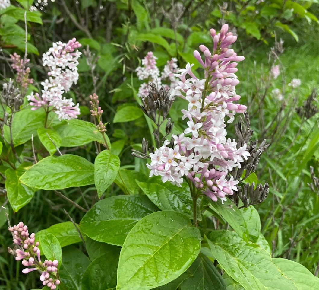 Lilas rose (Syringa sp.)