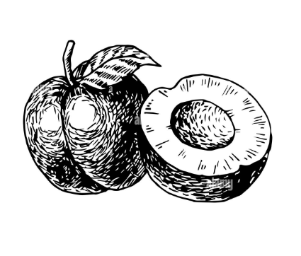 Superior Plum Tree