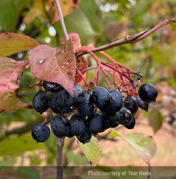 Listado de productos de muestra 4