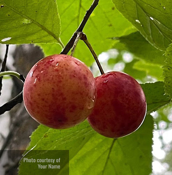 Exemple de liste de produits 2