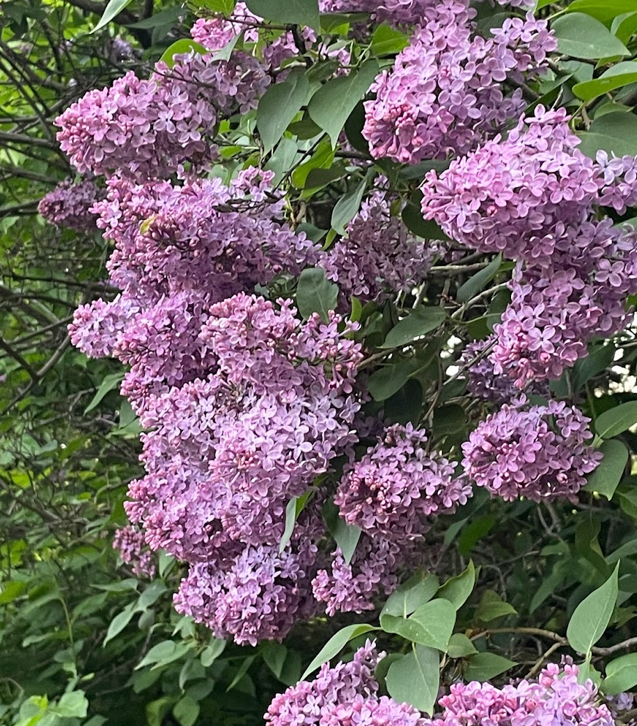 Common Purple Lilac