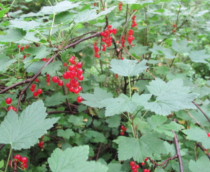 Groseille rouge - Lac Rouge (Ribes rubrum 'Red Lake')