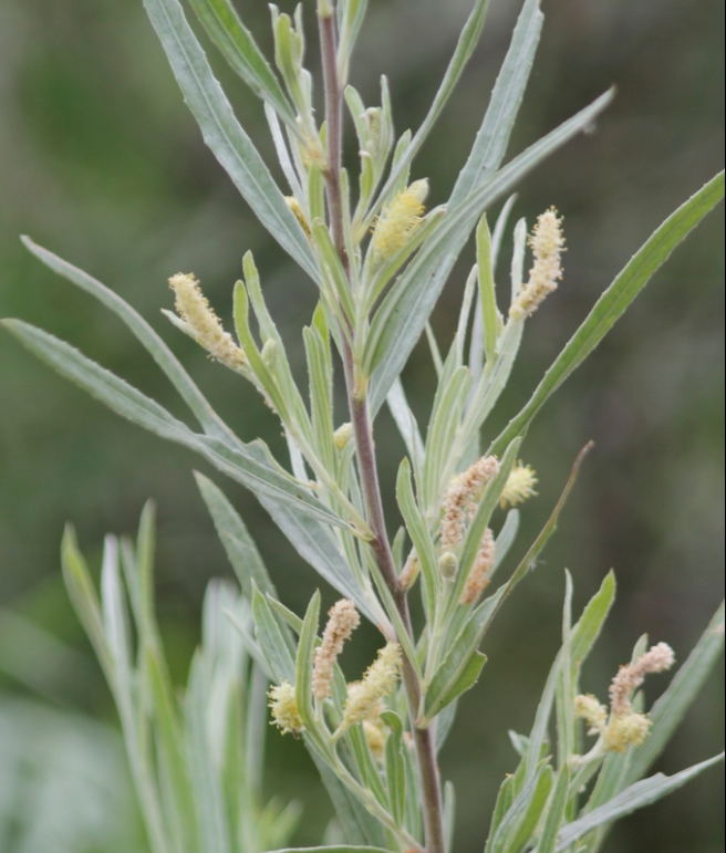 Sauce de banco de arena (Salix exigua) - Esquejes de madera dura