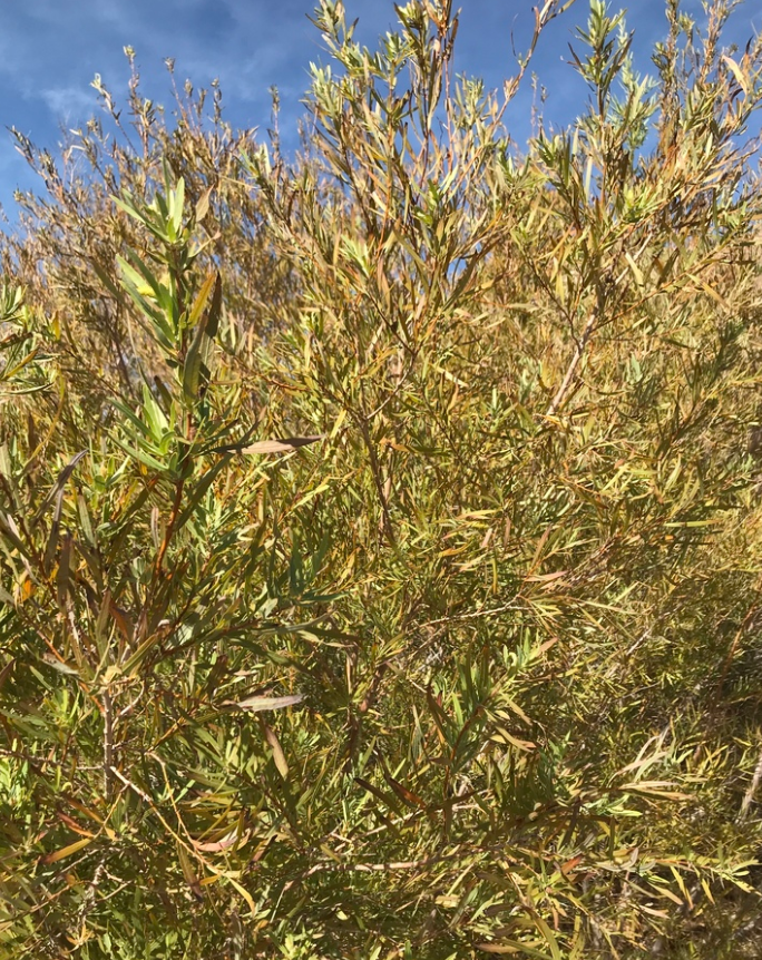 Sauce de banco de arena (Salix exigua) - Esquejes de madera dura