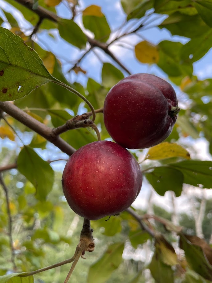 Pommier rubis de septembre