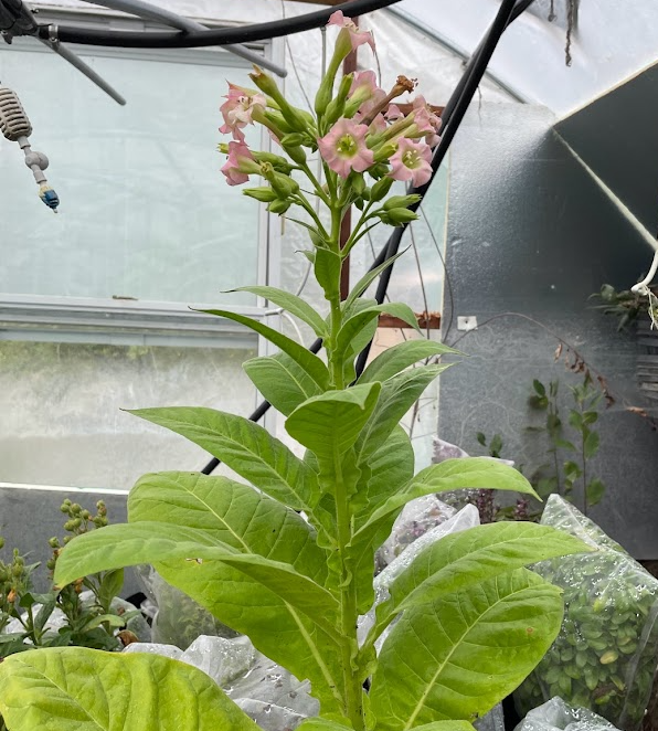 Tobacco Seeds (Nicotiana tabacum) - Annual - 250+ Seeds
