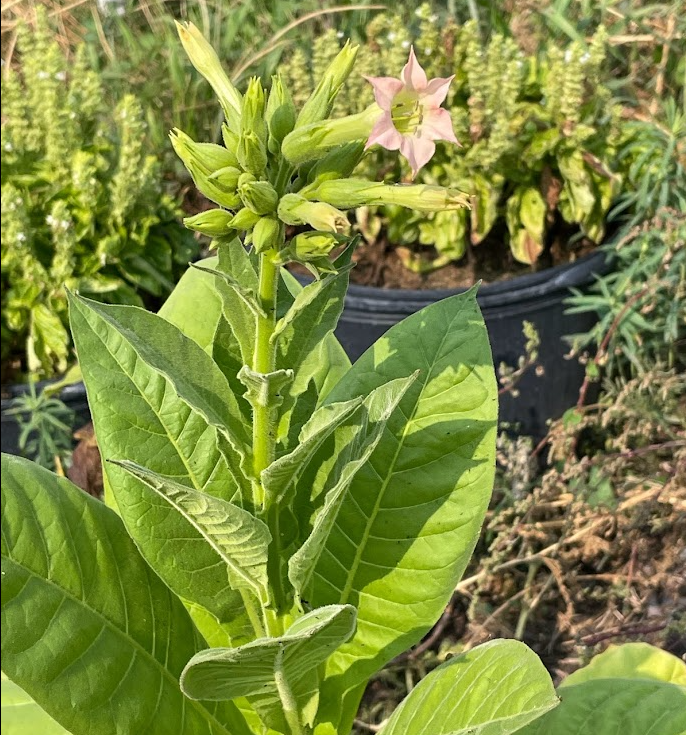 Tobacco Seeds (Nicotiana tabacum) - Annual - 250+ Seeds