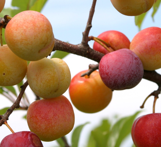 Toka Plum (Prunus americana x Prunus simonii) - Zone 3
