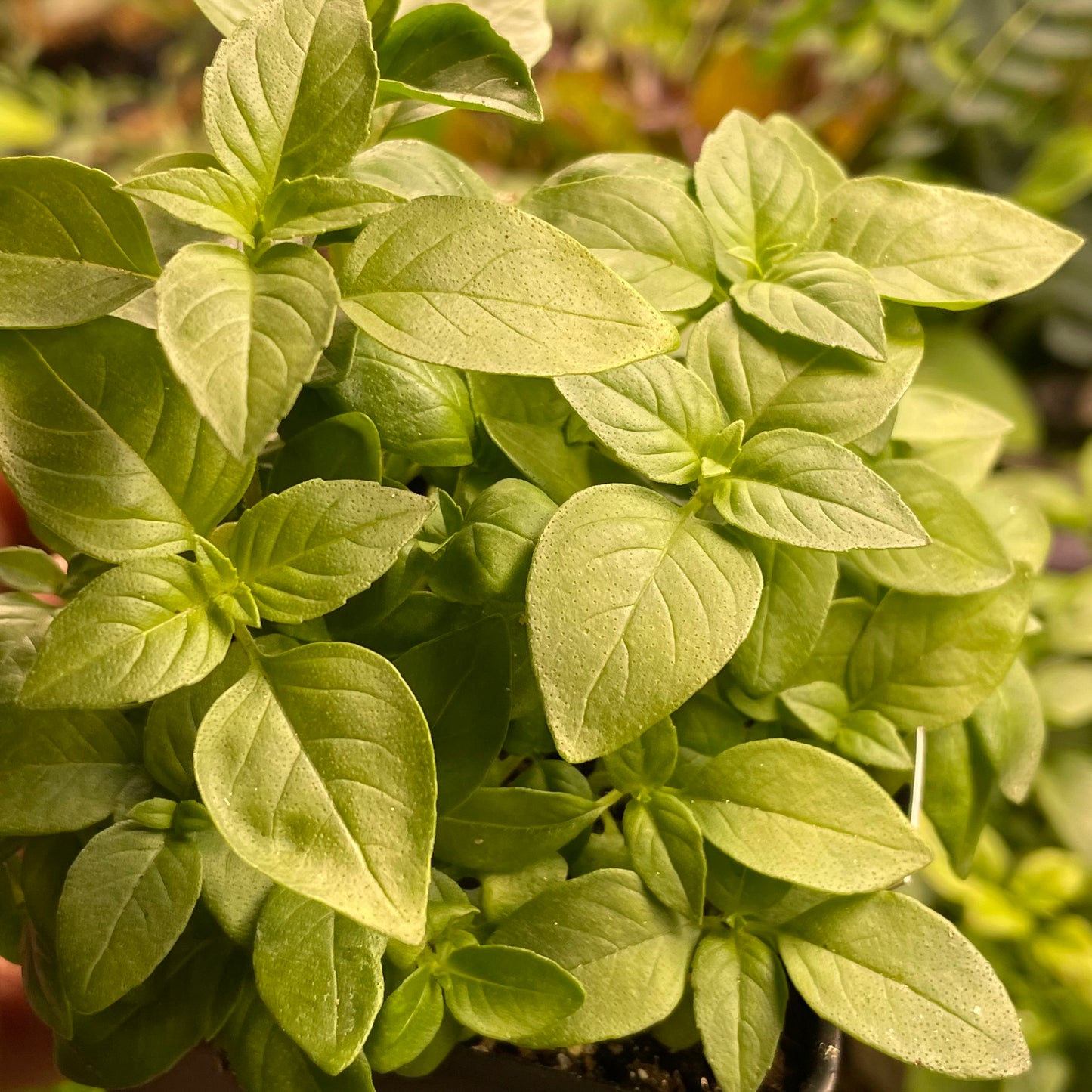 Lemon Basil Seeds - Culinary Herb Seeds - Aromatic - Annual - 100+ Seeds