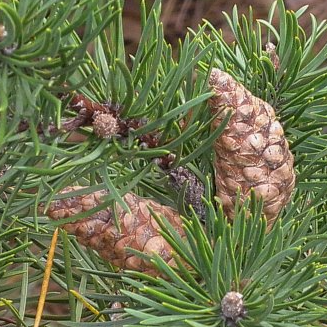 Jack Pine Seeds (Pinus banksiana) - 100+ Seeds