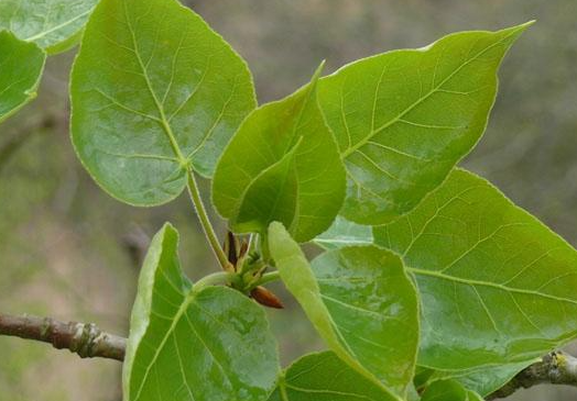 Balsam Poplar Hardwood Cuttings (Populus balsamifera)