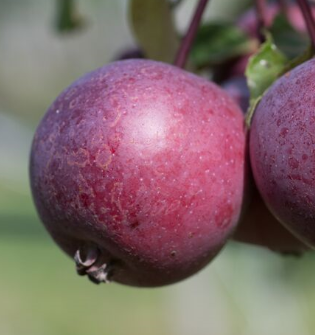 Pixirosso Apple Tree