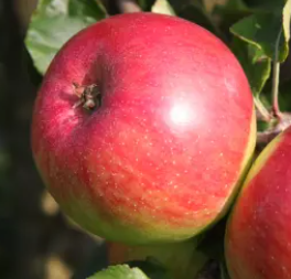 Wealthy Apple Tree