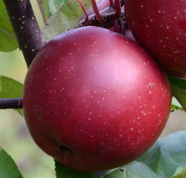 Red Wonder Apple Tree
