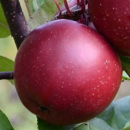 Manzano Maravilla Roja