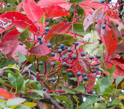 Virgina Creeper (Parthenocissus quinquefolia)