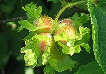 Avellana americana (Corylus americana)
