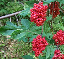 Red Elderberry (Sambucus racemosa)