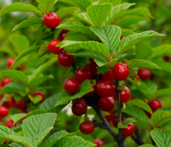 Nanking Cherry (Prunus tomentosa)