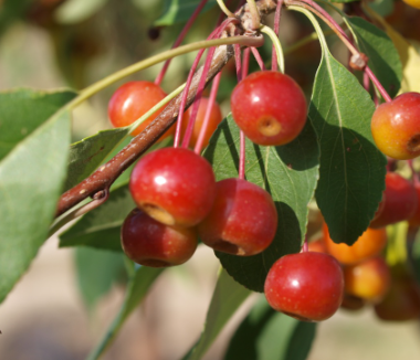 Pommetier de Sibérie (Malus Baccata)