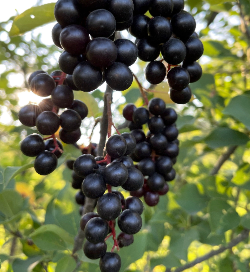 Black Chokecherry (Prunus virginiana var. melanocarpa)