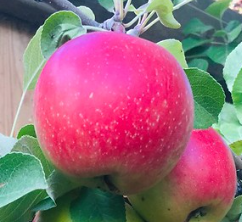 Pommier rubis de septembre