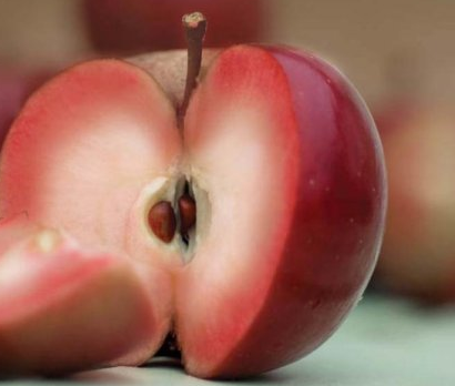 Pixirosso Apple Tree
