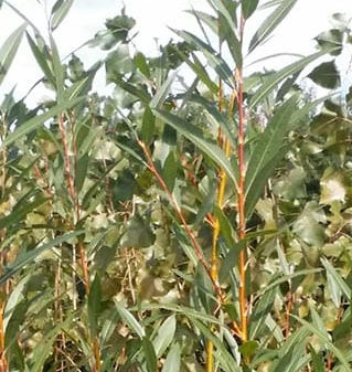 Golden Willow (Salix alba)