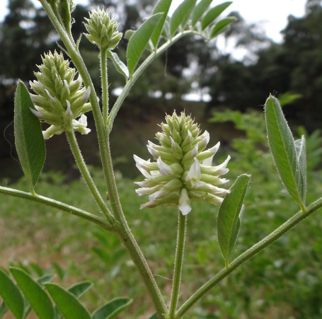 Graines de réglisse sauvage (Glycyrrhiza lepidota) - 40+ graines