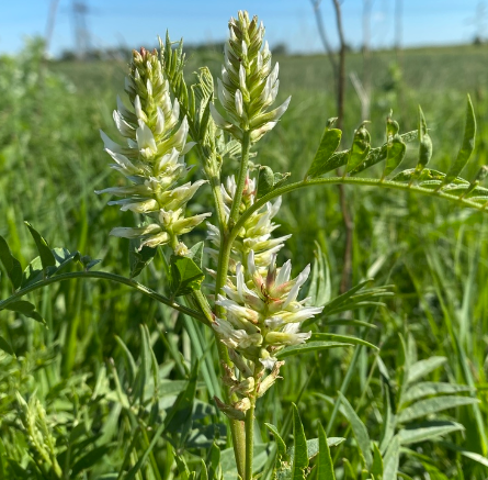 Graines de réglisse sauvage (Glycyrrhiza lepidota) - 40+ graines