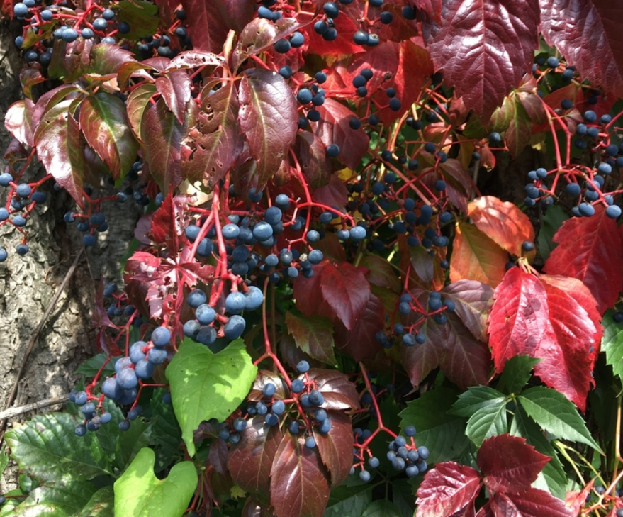 Virginia Creeper Seeds - (Parthenocissus quinquefolia) - 50+ Seeds