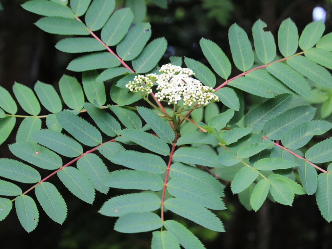 American Mountain Ash Seeds (Sorbus americana) - 50+ Seeds