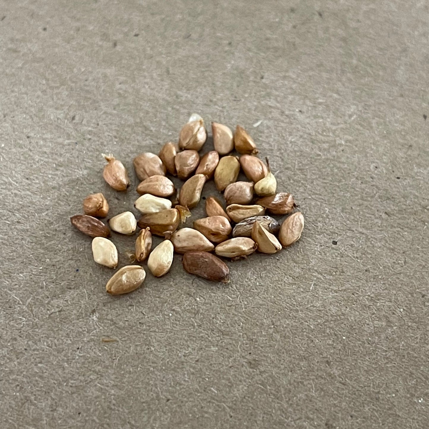 Graines de rosier sauvage (Rosa Woodsii) - 40+ graines