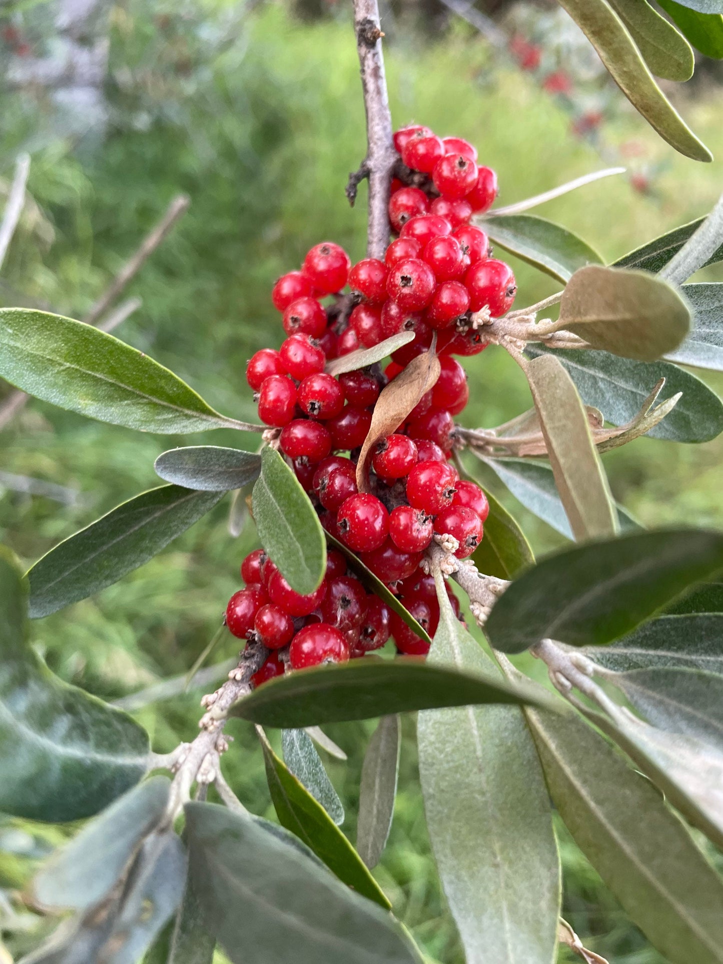 Silver Buffaloberry (Shepherdia argentea) - Variété de fruits rouges - 100+ graines